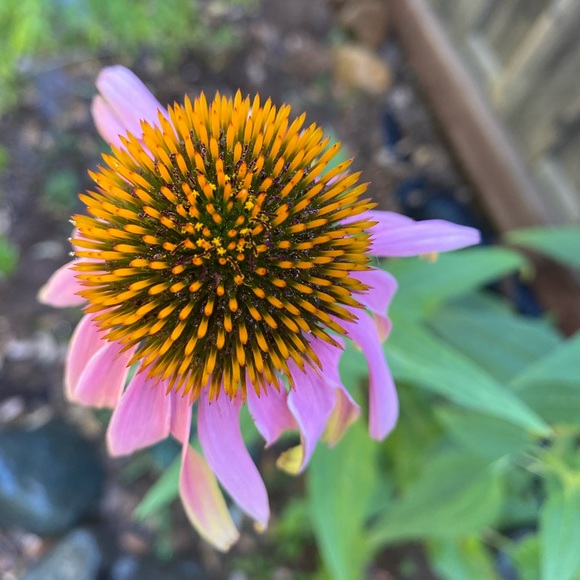 Meet your Posher, Melinda - Picture 1 of 1